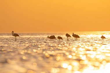 Göldeki flamingolar gün batımının muhteşem güzelliğinde. Büyük Flamingo, Phoenicopterus gülü.