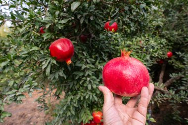 Bahçedeki bir ağaç dalından olgun kırmızı nar meyveleri toplayan bir adam. Yakın plan.