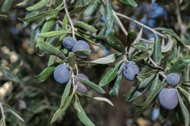 Yeşil yaprakların arasında dalda siyah zeytin meyveleri.