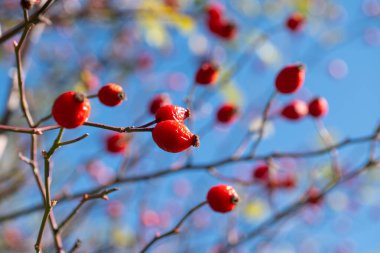 Sonbaharda, dalda olgun kırmızı ve lezzetli gül üzümleri var..