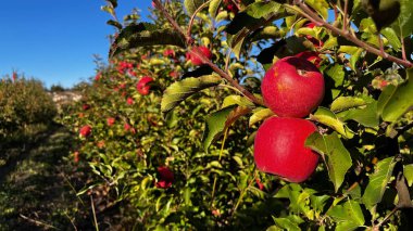 Olgun, kırmızı, lezzetli elmalar elma dalında.