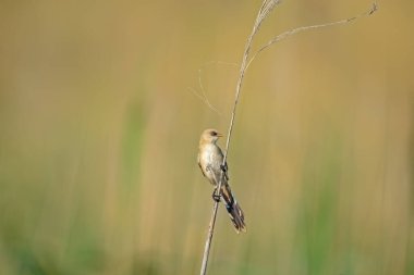 Sazlığa tüneyen kuş. Yeşil ve sarı gradyan, bulanık arkaplan. Sakallı Reedling, Panurus biarmicus, dişi. Boşluğu kopyala.