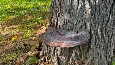 Ağaç gövdesinde büyük bir mantar..