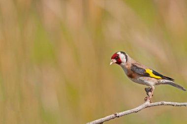 Bir ağaç dalına tünemiş küçük renkli bir kuş. Arka plan bulanık. Uzayı kopyala Avrupa ispinozu, Carduelis carduelis.