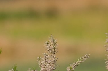 A common plant species in wetlands, tamarisk plant, blurred background, copy space. clipart