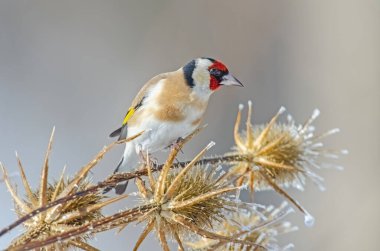 Kışın buzlu bir bitkinin üzerindeki küçük renkli bir kuş. Avrupa ispinozu, Carduelis carduelis.