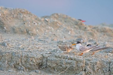 Göl kenarındaki toprakta yavru bir kuşla. Küçük Tern, Sternula albifronları.