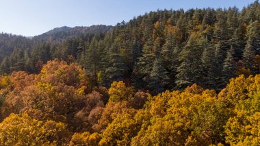 Harika bir sonbahar manzarası. Sonbahar ormanının insansız hava aracı görüntüsü. Meşe ormanlarının ve sedir ağaçlarının sonbahar manzarası. Hava görüntüsü. Quercus vulcanica.