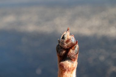 Red fox's foot, blurred background. Close-up clipart