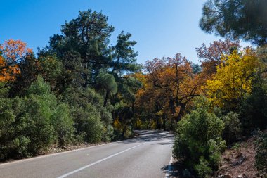 Yeşil ve sarı ağaçlı orman yolu manzarası.