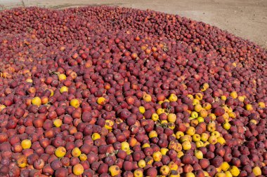 Yere yığılmış kırmızı ve sarı elmalar. Meyve suyu fabrikası için elma topladım..