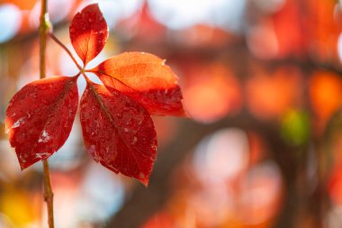 Sonbahar yapraklarında yağmur damlaları. Arkaplan için yağmurdan sonra su damlaları olan kırmızı yaprak.