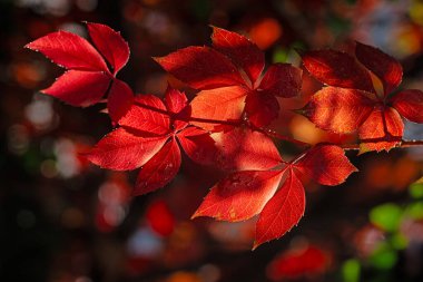 Koyu kırmızı yapraklar. Sonbahar doğal duvar kağıdı. Virginia sürüngeni ayrılıyor. Sonbahar renkleri, Partenocissus triküpidata yaprakları.