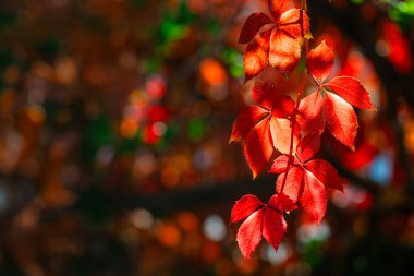 Koyu kırmızı yapraklar. Sonbahar doğal duvar kağıdı. Virginia sürüngeni ayrılıyor. Sonbahar renkleri, Partenocissus triküpidata yaprakları.