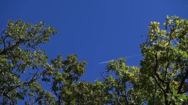 Yeşil meşe ağaçları arasındaki mavi gökyüzünde hızla ilerleyen uçak arkasında beyaz dumanını bırakıyor..