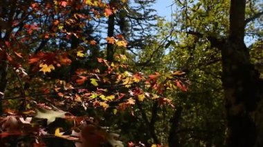 Sarı meşe yaprakları sonbaharda rüzgarda sallanıyor..