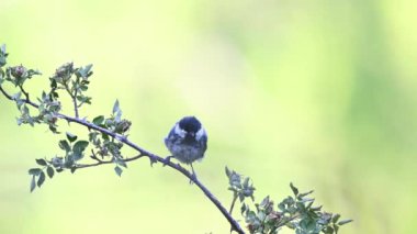 Small bird drying its feathers on a branch in the woods. Coal Tit, Periparus ater.