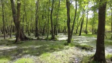 Yeşil yapraklı ağaçlar ve su bitkileri, baharda sel basmış ormanda su papatyaları. Ormanı sel basmış.