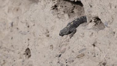 Topraktaki serçe yuvasına giren bir kertenkele ve yuvasını koruyan bir serçe. Kır Saçlı Kaya Agama, Stellagama stellio