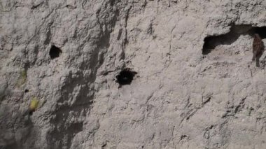 Derenin kenarındaki yuvasına yiyecek taşıyan bir arı yiyici. Avrupalı Arı yiyici, Merops apiaster