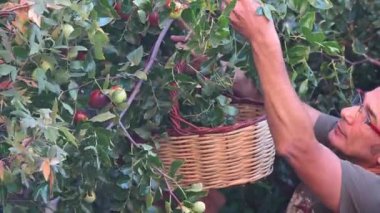 Bir adam olgunlaşmış meyveyi meyve sepetine koyar..