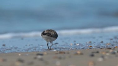 Denize yakın yerlerde beslenen tek bacaklı küçük bir kuş. Antalya, Türkiye. Dunlin, Calidris alpina