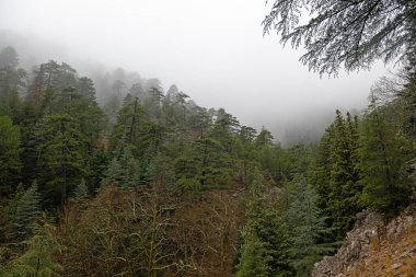 Sedir ve çam ağaçlarından oluşan sisli bir orman..