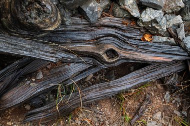 Yağmurlu bir ormanda yere düşmüş ve çürümeye başlamış bir dal parçası..