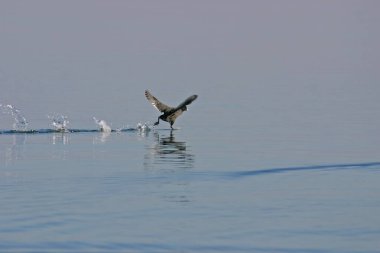 Gölde koşan siyah kuş. Avrasya yaban ördeği, Fulica atra. Mavi renkli göl manzarası.