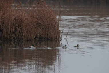 Ördekler kışın sulak bir alanda yüzerler. Mallard, Anas platyrhynchos.
