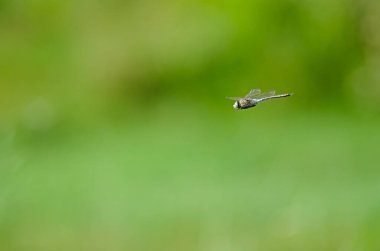 Bir yusufçuk, bulanık yeşil arka planda uçan bir helikopter böceği..