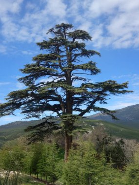 Türkiye 'nin Burdur ilinde 250 yaşında ve 27 metre yüksekliğinde bir sedir ağacı. Yaşlı ağaç, heybetli ağaç.