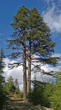 Türkiye 'nin Burdur ilinde 250 yaşında ve 34 metre yüksekliğinde bir sedir ağacı. Yaşlı ağaç, heybetli ağaç.