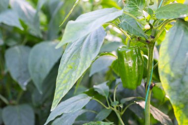 Biber tarlasının dalında taze, yeşil biberler.