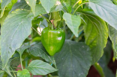 Biber tarlasının dalında taze, yeşil biberler.