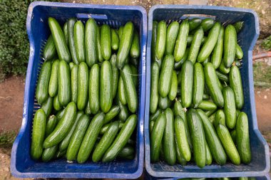 Tarlada toplanan lezzetli salatalıklar satılık paketler halinde istiflenmiştir. Yakın plan..