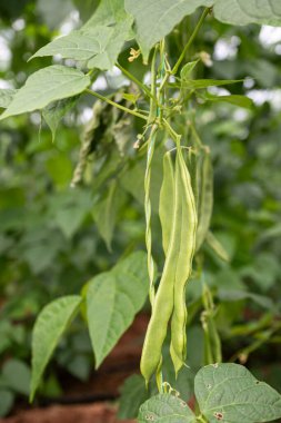 Green colored fresh and organic beans on a bean plant in the field. clipart