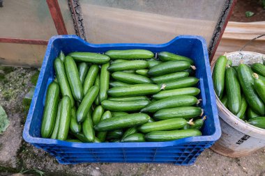 Tarlada toplanan lezzetli salatalıklar satılık paketlerin içinde..