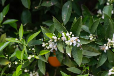Portakal ağacında beyaz çiçekler ve portakal meyvesi.