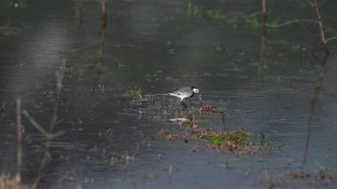 Avladığı böceklerle beslenen küçük bir kuş. Beyaz Wagtail, Motacilla alba.
