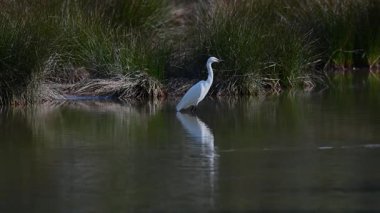 Küçük bir balıkçıl, Egretta Garzetta, etrafa bakıyor ve sığ bir gölde yiyecek arıyor..