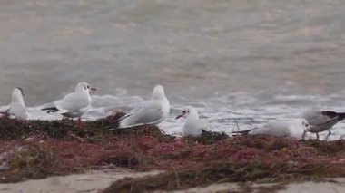 Kışın dalgalı bir gölün kıyısında beslenen martılar. Egirdir Gölü, Türkiye.