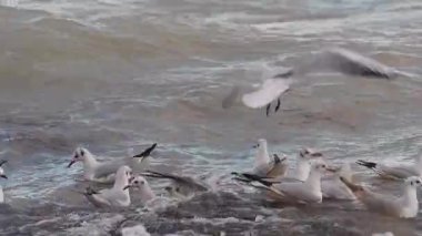 Martılar göldeki dalgaların arasında uçuyor ve besleniyor. Egirdir Gölü, Türkiye.