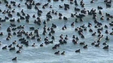 Kışın gölde büyük gruplar halinde beslenen ve yüzen kuşlar. Avrasya yaban ördeği, Fulica atra