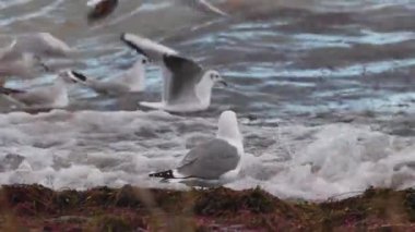 Kışın dalgalı bir gölün kıyısında beslenen martılar. Sarı bacaklı martı, Larus michahellis Gölü Eirdir, Türkiye.