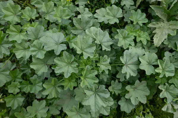 Yeşil, taze amber çiçeği tarlada, amber yaprağı. Malva sylvestris, Malvaceae.