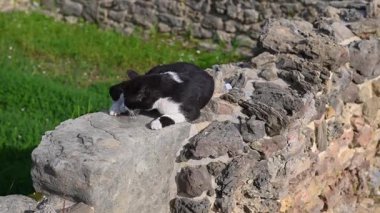 Kayaların üzerinde güneşlenen başıboş bir kedi..
