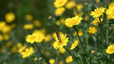Baharda sarı kır çiçekleriyle beslenen güzel kelebek..