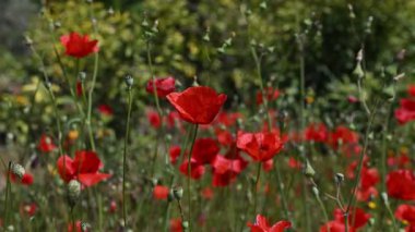 Kırmızı renkli kır çiçekleri doğada rüzgarda sallanıyor. Kırmızı gelincik çiçekleri.