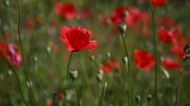 Kırmızı renkli kır çiçekleri doğada rüzgarda sallanıyor. Kırmızı gelincik çiçekleri. Yakın plan.